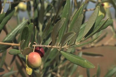 rama de olivo